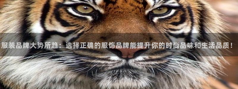 谈球吧官网在线入口手机版免费观看